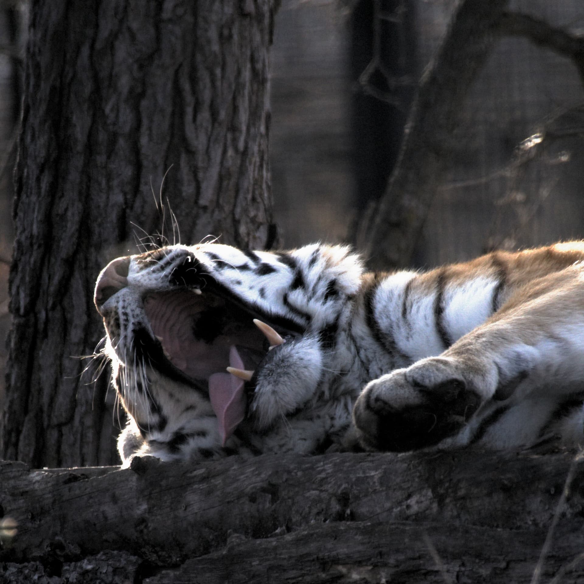 Tiger yawning wide, tongue out