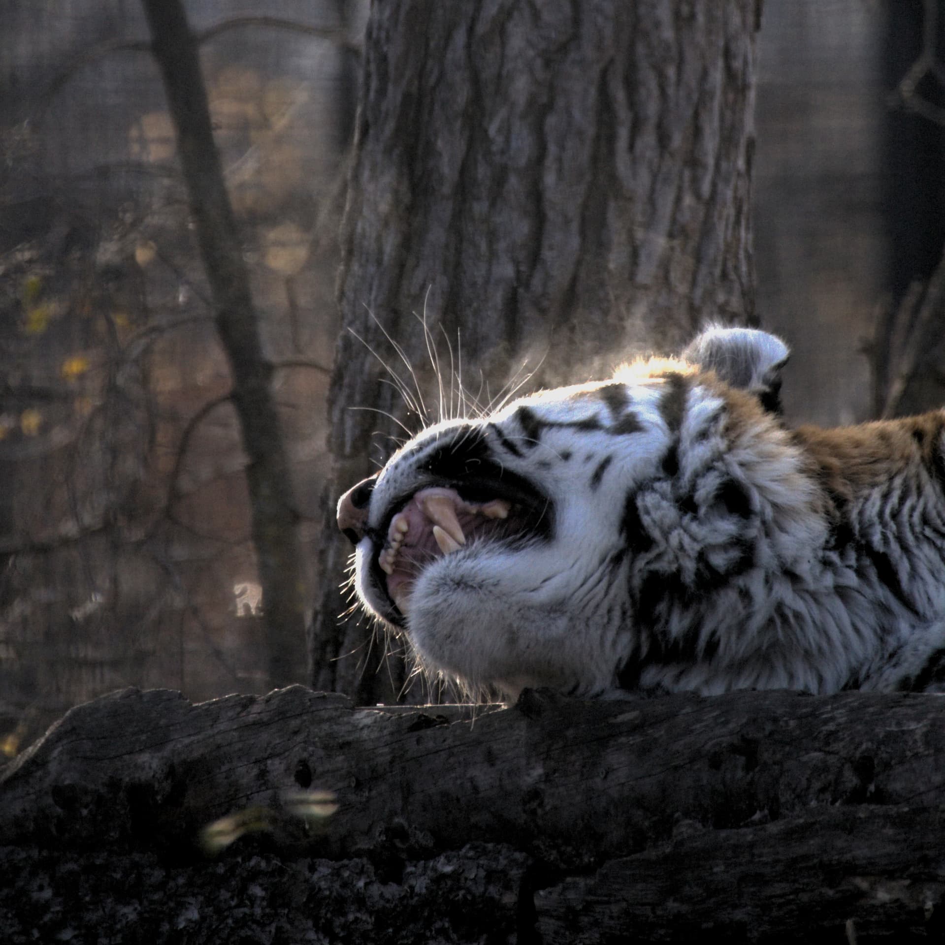 Tiger head back, jaws open, backlit by the sun